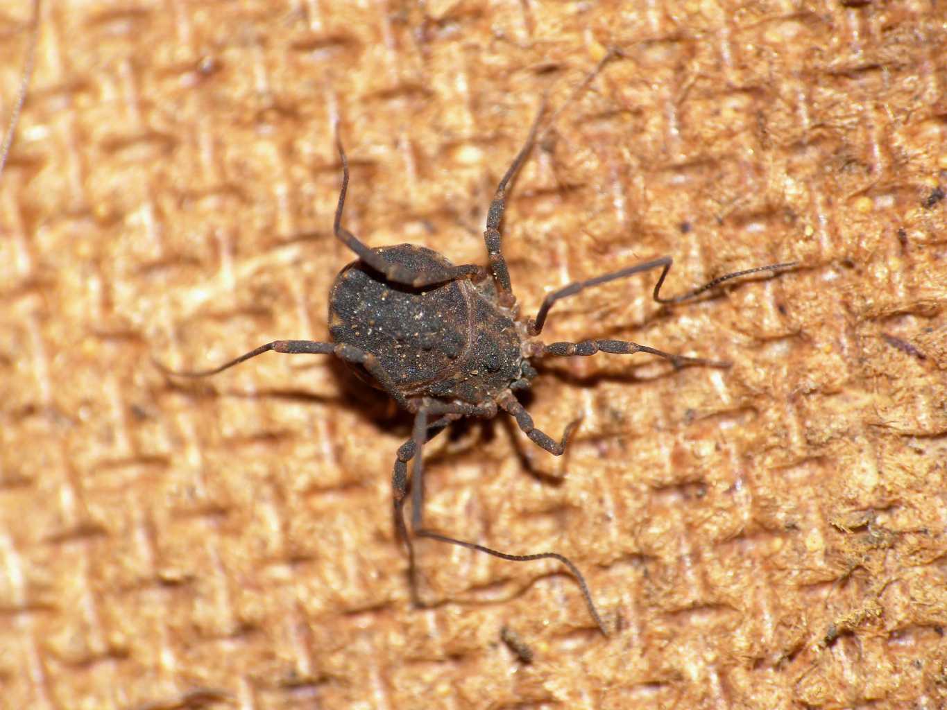Metasclerosoma depressus (?) da Palidoro (RM)